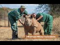 Mkomazi Rhino Guardians trailer @ngoteya wild