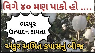 સરળ વિની વધુ કપાસ ઉપજ l અંકુર અમિત l  કપાસના બીજની ખેતીની સફળ ટિપ્સ   top cotton seeds  2024 year