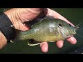 fish4fun canoeing james river for smallmouth bass