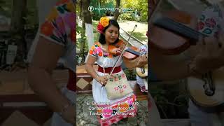 Así canta el Querreque el trío Corazón Huasteco de Tantoyuca Veracruz