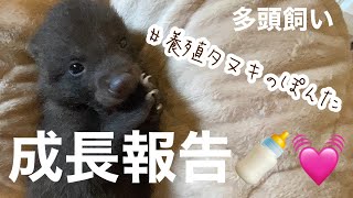 [おしゃれな 多頭飼い] 養殖 タヌキの赤ちゃん 成長報告 cluture raccoon growing