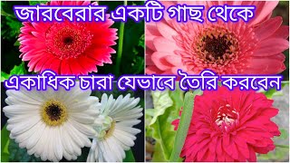 পুরোনো জারবেরার mother plant থেকে ঘরোয়া ভাবে এক বা একাধিক চারা তৈরীর পদ্ধতি।।