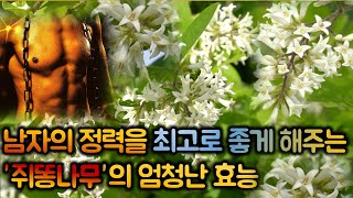 남자의 정력을 최고로 좋게 해주는 쥐똥나무의 엄청난 효능. 남정목이라고 불리우는 쥐똥나무