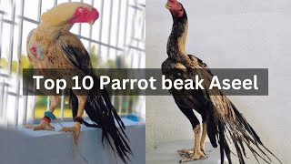 Top 10 parrot beak aseel birds