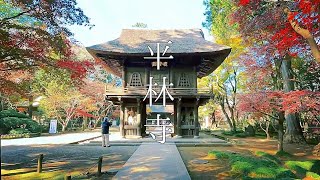 【風景】平林寺. 紅葉を求めて . #4K