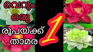 ഏറ്റവും വിലക്കുറവിൽ താമരകൾ KELAVI'Z VLOG ൽ