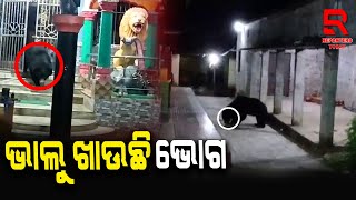 ଭାଲୁ ଖାଉଛି ଭୋଗ