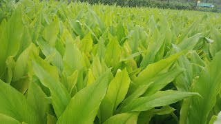 மஞ்சள் பயிர் ரிசல்ட் : மேட்டூர் வளர்ச்சி,அழுகல் மற்றும் புழு பிரச்சனை