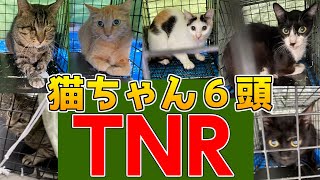 7/2にTNR（避妊去勢手術）した野良猫ちゃん達をリターンしました