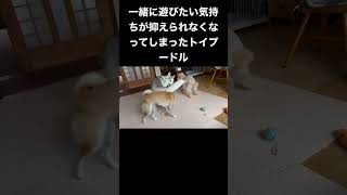 柴犬とハスキーと遊びたい気持ちが抑えられなくなったトイプードル #shorts