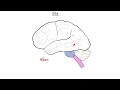 antiepileptics ਦੌਰੇ ਅਤੇ ਮਿਰਗੀ ਲਈ ਦਵਾਈਆਂ ਐਂਟੀਕਨਵਲਸੈਂਟਸ ਫਾਰਮਾਕੋਲੋਜੀ ਵਿਸਤ੍ਰਿਤ