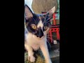 【伏見稲荷】お母さんより早起きした朝日を浴びる子猫のクロメ　kitten to get up earlier than mom