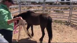 4BP Horses - Menindee Community Wellbeing Clinic.