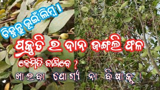 jungle plants and fruits । ଜଙ୍ଗଲି ଫଳ କେମିତି ଜାଣିବେ ଖାଇବା ଫଳ ନା ବିଷାକ୍ତ। medicinal plants ଭୂଇଁ ଲିମ୍ବ