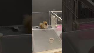 深夜テンションの発狂ポメラニアン #pomeranian #博美犬 #포메라니안 #子犬