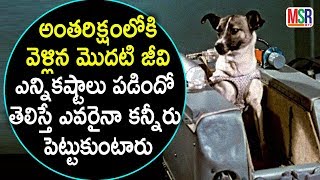 Facts exposed about first space dog laika | అంతరిక్షంలోకి వెళ్ళిన కుక్క కష్టాలు | MSR TV