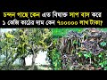 ১ কেজি চন্দন গাছের কাঠের দাম কেন ৭০০০০০ লাখ টাকা !