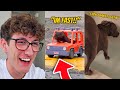 Animal Tiktok’s That Are Actually Funny!! *Rat Drives Car*