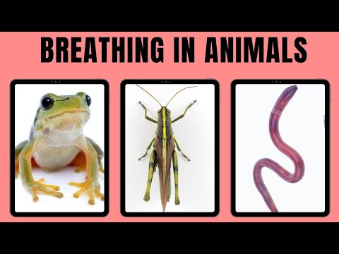 What do animals use to get oxygen for cells?
