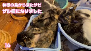 ザル猫にゃん 神様の島から来たサビ猫  ハナ  2025 02 11 1