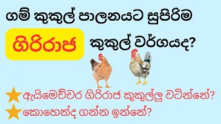 ගම් කුකුල් පාලනයට සුපිරිම ගිරිරාජ කුකුල් වර්ගය👈🏻👈🏻🐓