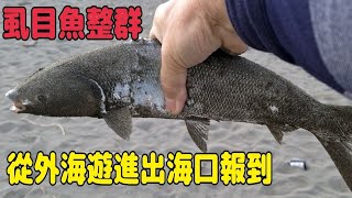 彌陀出海口最近虱目魚一直從外海游進來很多人一天都釣五六十尾、有一個讀高中的朋友星期五也釣了50尾虱目魚這裡真的是虱目魚的故鄉。