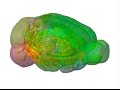 Virtual Tour: Allen Mouse Brain Connectivity Atlas