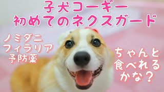 子犬コーギー 初めてのネクスガード ノミダニフィラリア予防薬 corgi puppy