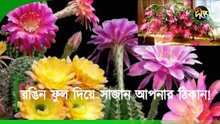 #DeeptoKrishi_C | নানা ধরনের রঙিন ফুল দিয়ে সাজান আপনার ঠিকানা | Flowers | Cactus flower | Deepro TV