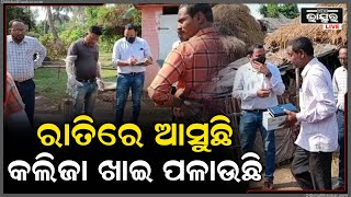 ମାଂସ ଖାଉନି କଲିଜା ଖାଉଛି ଯନ୍ତୁ ,କ୍ୟାମେରାରେ କଏଦ ହେଲା ଫଟୋ..