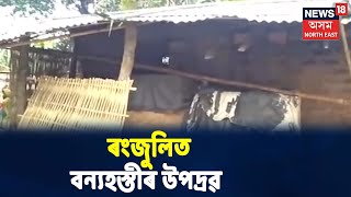 Goalparaৰ ৰংজুলিত বন্যহস্তীৰ উপদ্ৰৱ, ভাঙি তচ-নচ এটা বাসগৃহ