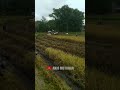 REBUTAN JERAMI DI BELAKANG KOMBI SAWAH #shorts