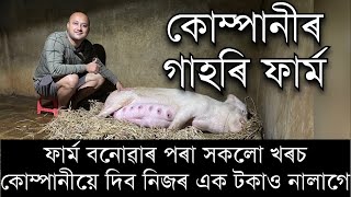 কোম্পানীৰ গাহৰি ফাৰ্ম ॥ Company Pig farm in Assam॥Pig farm in Assam॥ Pig farm videos Assam॥Pig farm