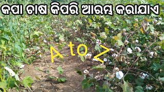 କପା ଚାଷ ପ୍ରଣାଳୀ|Cotton Farming In Odisha|kapa chasa re ghasa mara kemiti