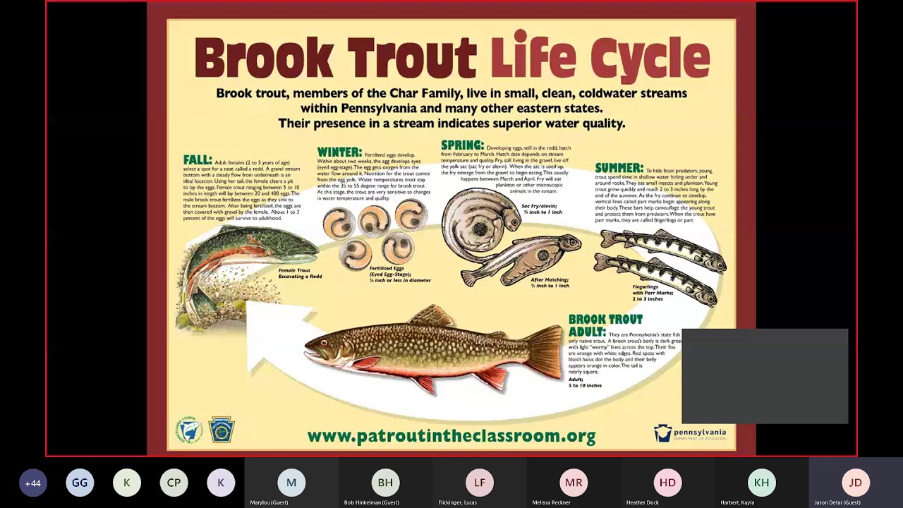 Friends Of Wildwood Winter Lecture Series: Brook Trout - YouTube