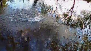 Murray cod opening 2020