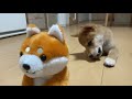 【柴犬】真似される子犬が面白可愛い件！！！