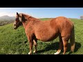 ПРОДАЮТЬСЯ ДВІ КОБИЛИ Коні Ваговози horses in ukraine