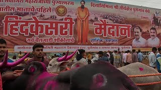 हिंद केसरी पुसेगाव मैदान  बैलगाडी शर्यत / khillar cow