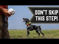 Our Favorite Drill for Bird Dog Puppies