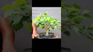 bonsai tree making #janabonsai #bonsai #peepal #ficusbonsai