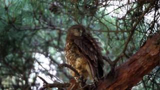 Young Brown hawk owl on 18 Jul.2010 Part5 アオバズクの雛　2010年7月18日　その5