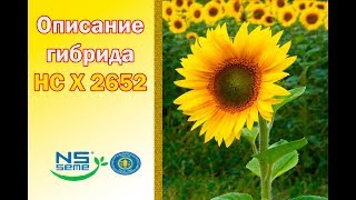 Подсолнечник НС Х 2652🌻, описание гибрида🌻 - семена в Украине