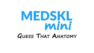 Medskl Mini: Guess That Anatomy - Episode 1