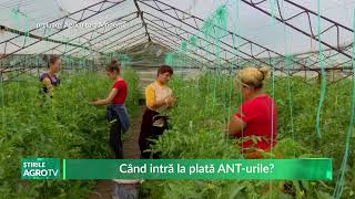 Când intră la plată ANT urile 13 11 2023