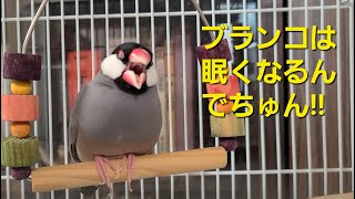 【文鳥】ケージの中で珍しくブランコで長い時間くつろいでいるさくちゃんが可愛い♡　～桜文鳥のさくちゃんの日常～　　java sparrow