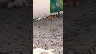 #Viral #deer শ্রেষ্ট বন্ধুত্বের নিদর্শন - যে কুকুর একদিন হরিণটাকে আহত করেছিলো সেই আজ হরিণটির রক্ষক।