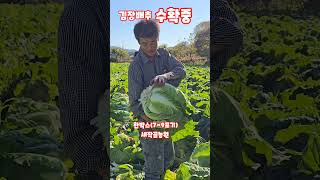 김장배추  절임배추 괴산절임배추 절임배추한박스배추는 몇포기? #shorts