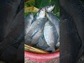 shorts hilsa hilsafish fish ইলিশ মাছ