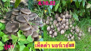 เห็ดดำ, เห็ดไก่ทอด, LyophyllumDecastes, PoohDam คนรักเห็ดดำ 🇳🇴